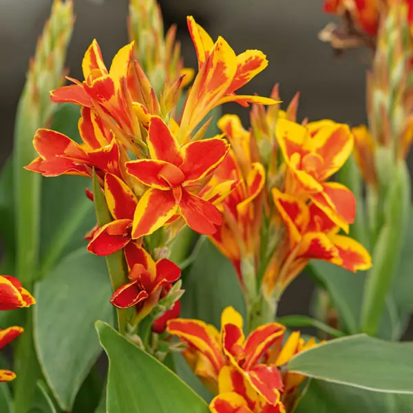 Canna Lily Cannova Red Golden Flame Canna Lily Cannova Red Golden Flame