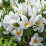 Flower Fest Last Chance 5 Assorted Spring Bulb Packs Flower Fest Last Chance 5 Assorted Spring Bulb Packs