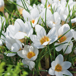 Flower Fest Last Chance 5 Assorted Spring Bulb Packs