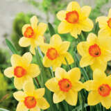 Flower Fest Last Chance 5 Assorted Spring Bulb Packs