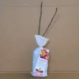 Delbard Rose Edgar Degas Delbard Rose Edgar Degas