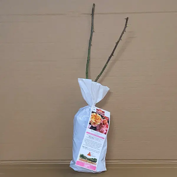 Delbard Rose Edgar Degas