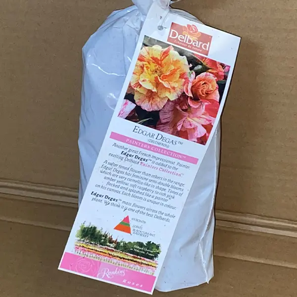 Delbard Rose Edgar Degas