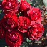 Delbard Rose Hommage A Barbara - Garden Express Australia
