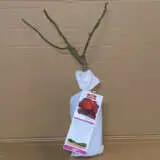 Delbard Rose Hommage A Barbara Delbard Rose Hommage A Barbara