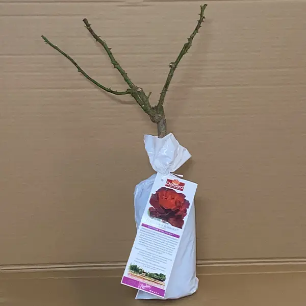 Delbard Rose Hommage A Barbara