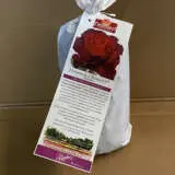 Delbard Rose Hommage A Barbara Delbard Rose Hommage A Barbara