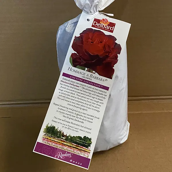 Delbard Rose Hommage A Barbara