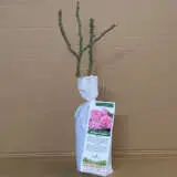 Delbard Rose Parfum De Paris Delbard Rose Parfum De Paris