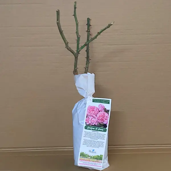 Delbard Rose Parfum De Paris