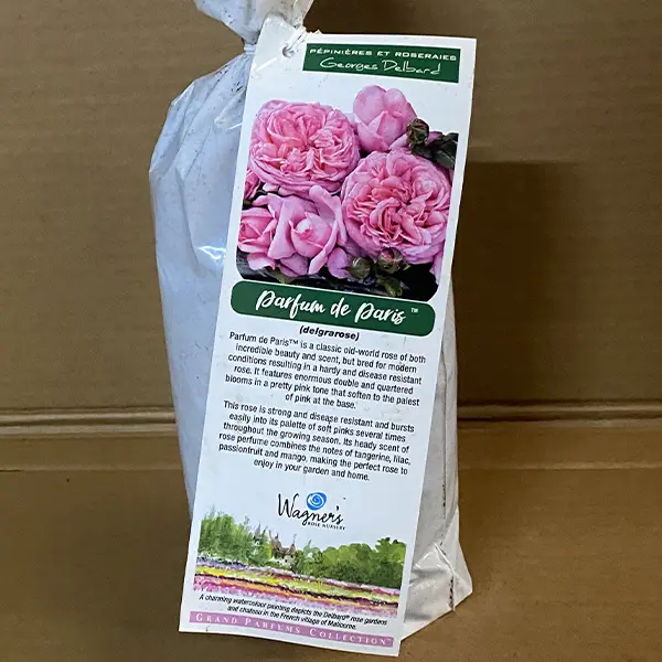 Delbard Rose Parfum De Paris