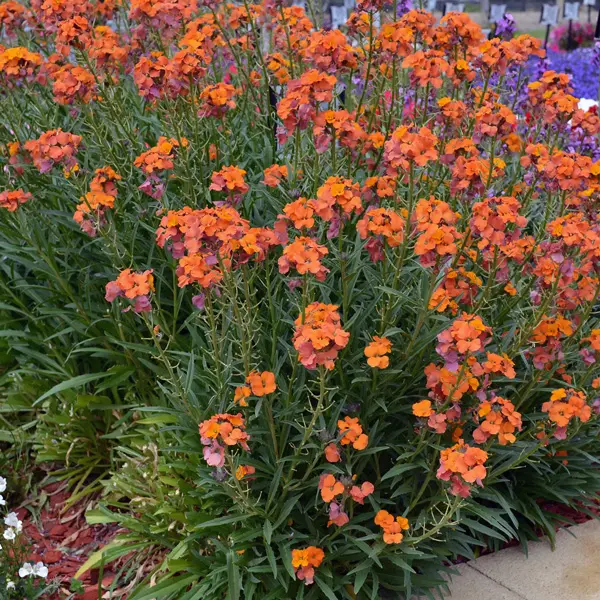 Erysimum Apricot Twist Erysimum Apricot Twist