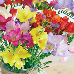 Flower Fest Last Chance 5 Assorted Spring Bulb Packs Flower Fest Last Chance 5 Assorted Spring Bulb Packs