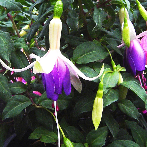 Fuchsia Single Upright Collection