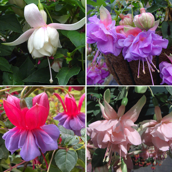 Fuchsia Compact Double Basket Or Pot Collection Fuchsia Compact Double Basket Or Pot Collection