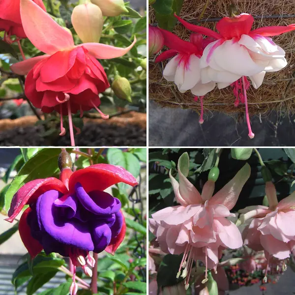 Fuchsia Compact Double Basket Or Pot Collection
