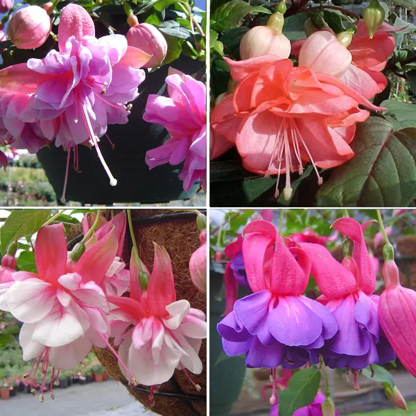 Fuchsia Double Basket Collection 1