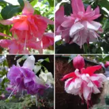 Fuchsia Double Basket Collection 2 2025 Colfucdb2 - Garden Express Australia