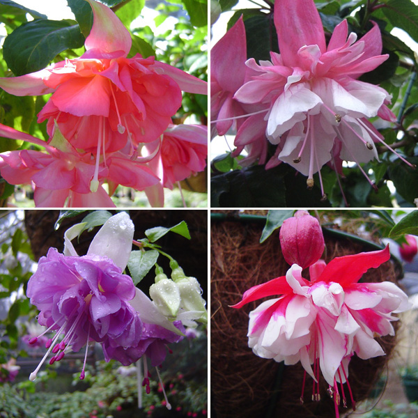 Fuchsia Double Basket Collection 2