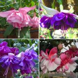 Fuchsia Double Basket Collection 2 2026 Colfucdb2 - Garden Express Australia