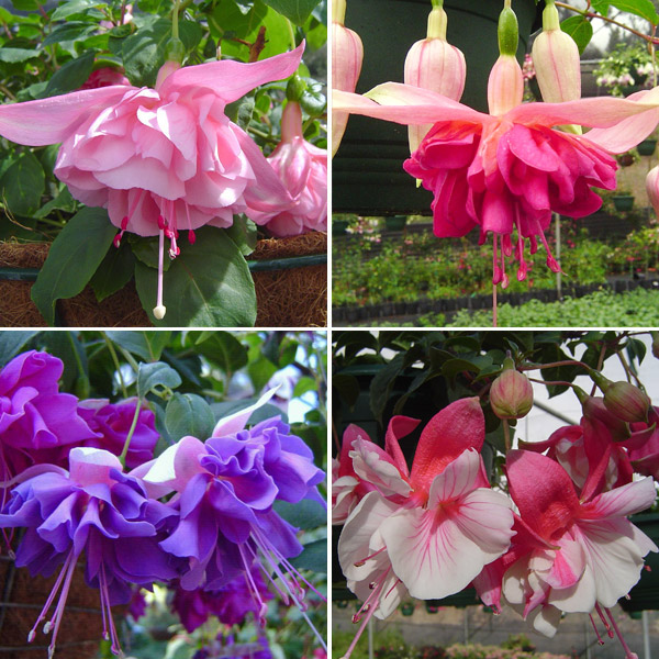 Fuchsia Double Basket Collection 2 Fuchsia Double Basket Collection 2
