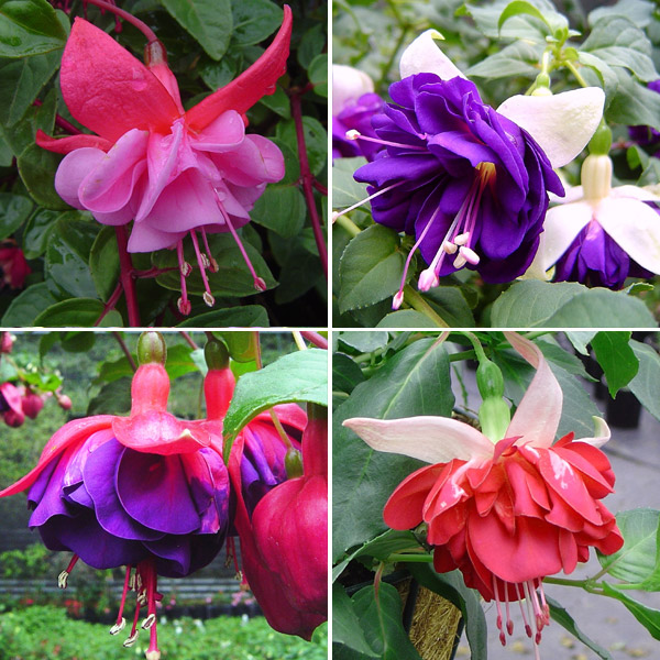 Fuchsia Double Basket Or Pots Collection 1