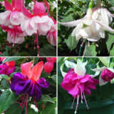 Fuchsia Double Basket Or Pots Collection 1