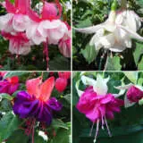Fuchsia Double Basket Or Pots Collection 1 Colfucdbp - Garden Express Australia