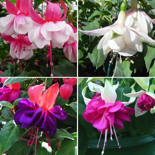 Fuchsia Double Basket Or Pots Collection 1 Fuchsia Double Basket Or Pots Collection 1
