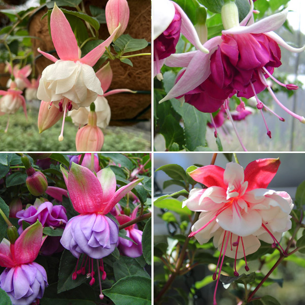 Fuchsia Double Basket Or Pots Collection 2 Fuchsia Double Basket Or Pots Collection 2