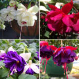 Fuchsia Double Basket Or Pots Collection 2