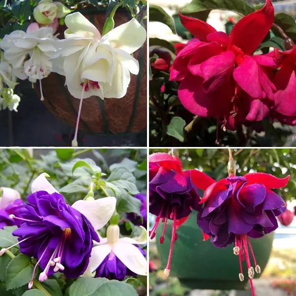 Fuchsia Double Basket Or Pots Collection 2 Fuchsia Double Basket Or Pots Collection 2