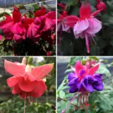 Fuchsia Double Upright Collection 2025 Colfucdup - Garden Express Australia
