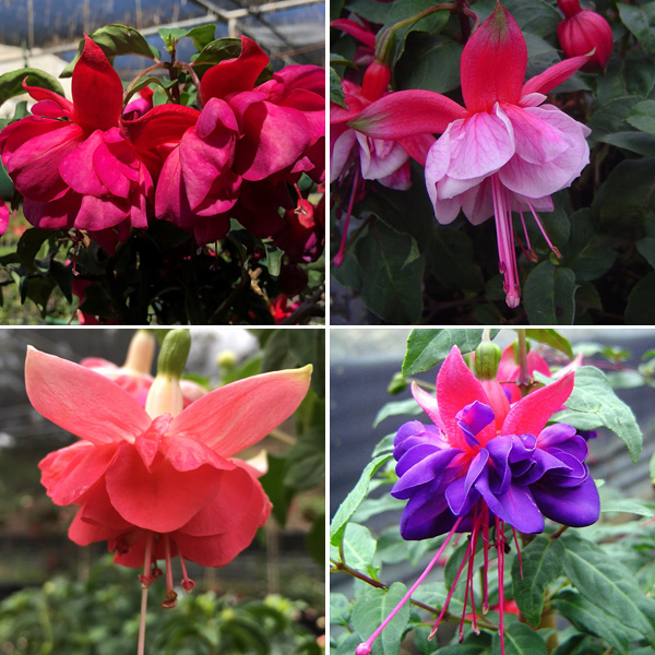 Fuchsia Double Upright Collection