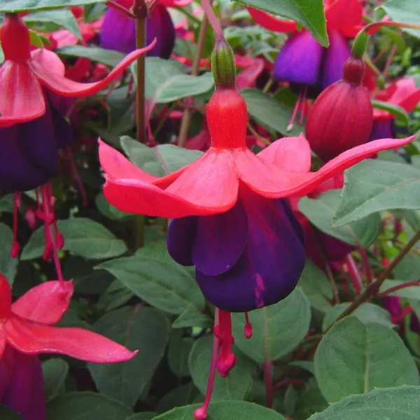 Fuchsia Single Basket Or Pots Collection