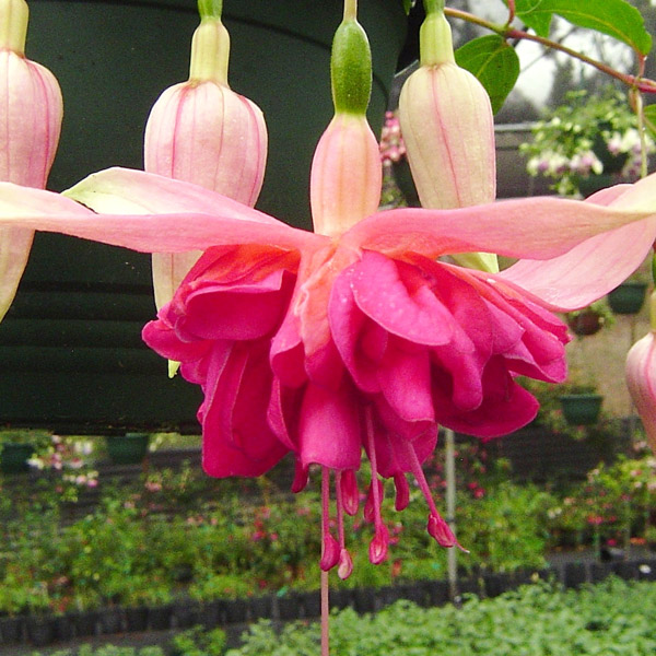 Fuchsia Double Basket Collection 2 Fuchsia Double Basket Collection 2