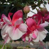 Fuchsia Double Basket Collection 2 Fuchsia Double Basket Collection 2