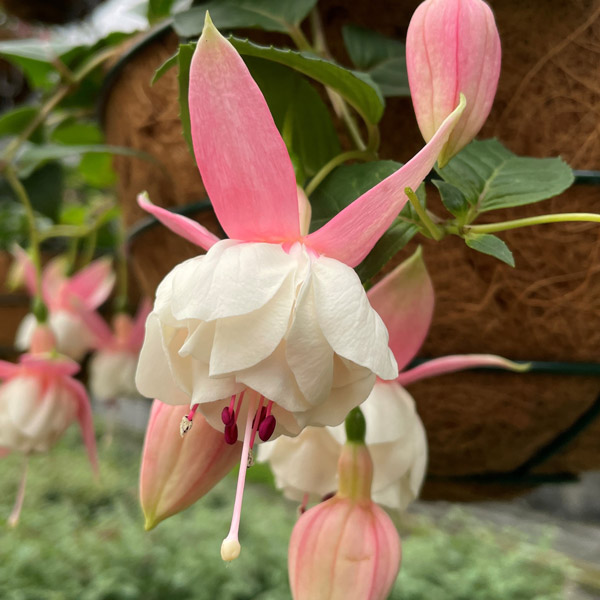Fuchsia Double Basket Or Pots Collection 2 Fuchsia Double Basket Or Pots Collection 2