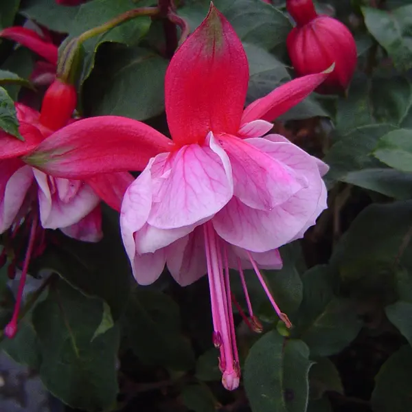 Fuchsia Double Upright Collection