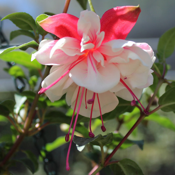 Fuchsia Double Basket Or Pots Collection 2 Fuchsia Double Basket Or Pots Collection 2