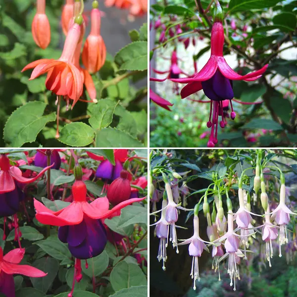 Fuchsia Single Basket Or Pots Collection