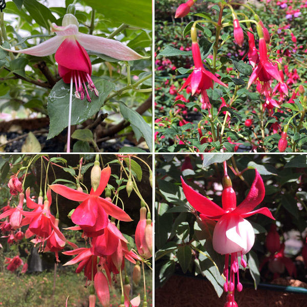 Fuchsia Single Basket Or Pots Collection Fuchsia Single Basket Or Pots Collection