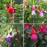 Fuchsia Single Upright Collection Colfucsup - Garden Express Australia