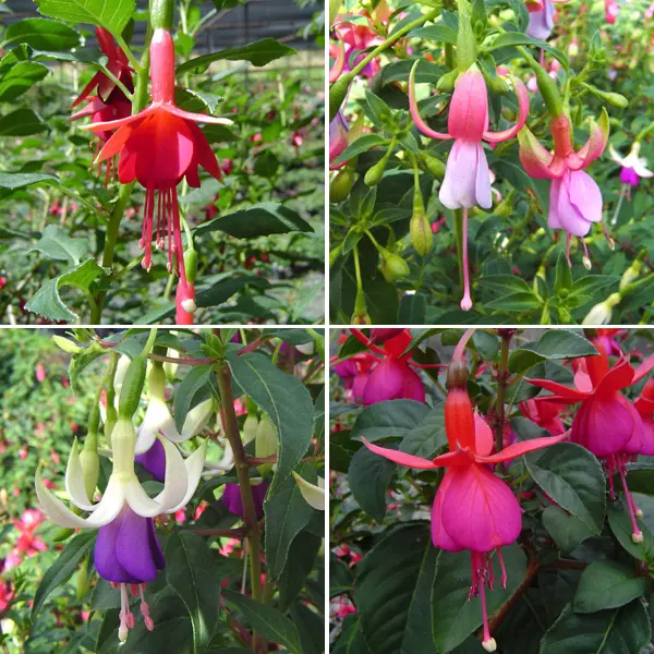 Fuchsia Single Upright Collection Fuchsia Single Upright Collection