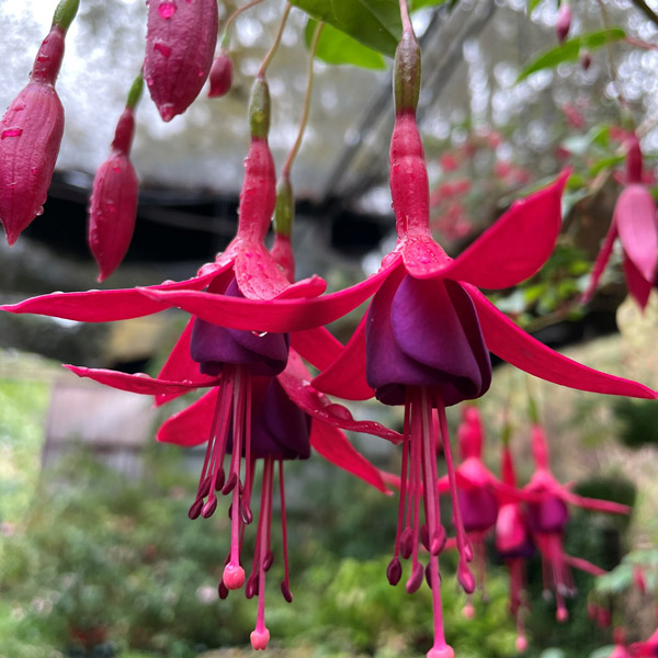 Fuchsia Single Upright Collection