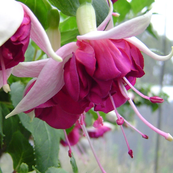 Fuchsia Double Basket Or Pots Collection 2 Fuchsia Double Basket Or Pots Collection 2