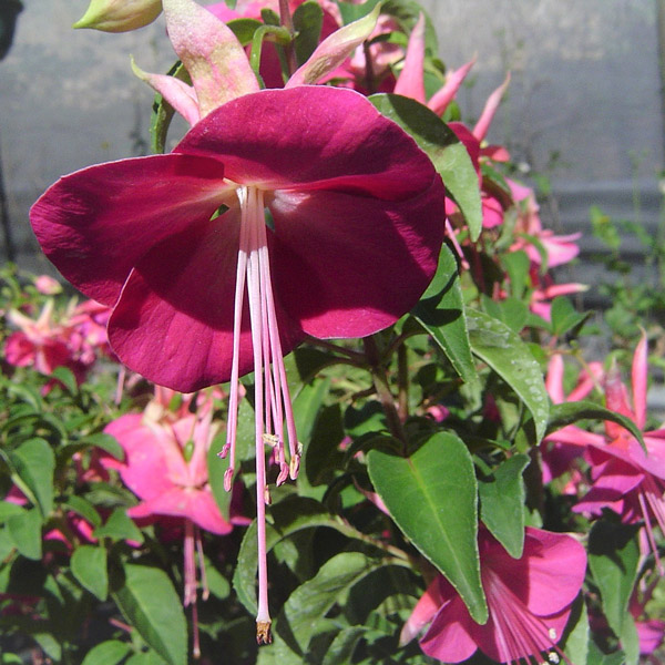 Fuchsia Single Upright Collection