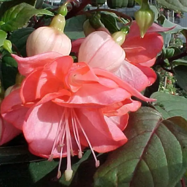 Fuchsia Double Basket Collection 1