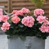 Geranium Savannah Light Salmon P14gersls - Garden Express Australia