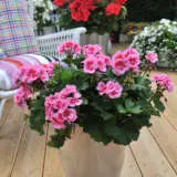 Geranium Savannah Pink Mega Splash P14gerspm - Garden Express Australia